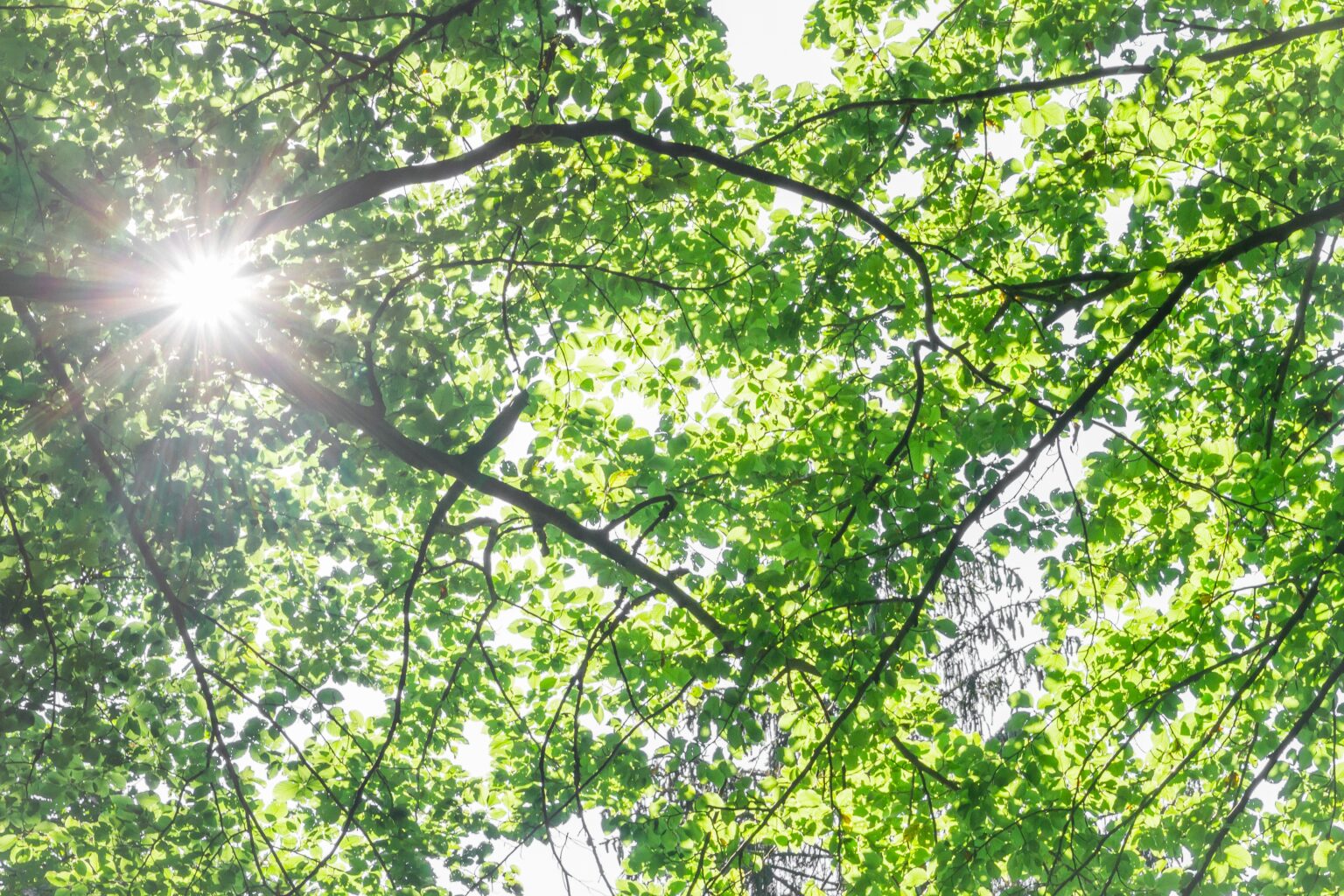 Close up of the sun shining through the leaves and branches of some trees.