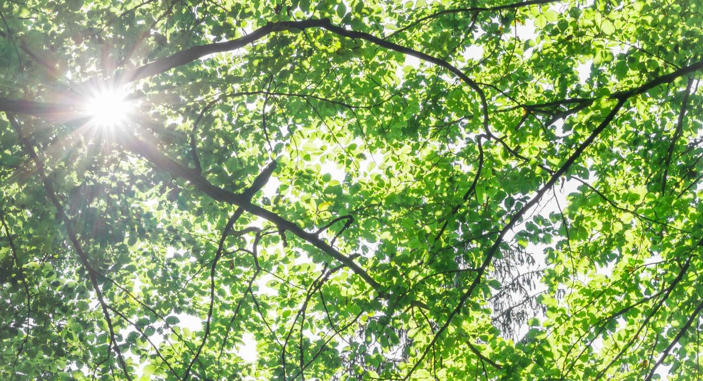 Close up of the sun shining through the leaves and branches of some trees.